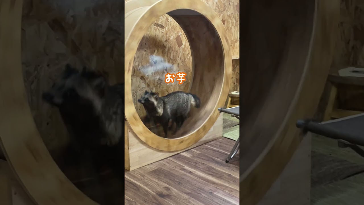 おやつの焼き芋にテンションの上がるタヌキ達 Tanuki excited about