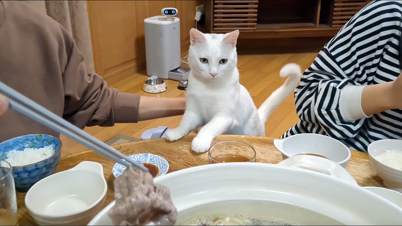 Former stray cat's birthday. - YouTube