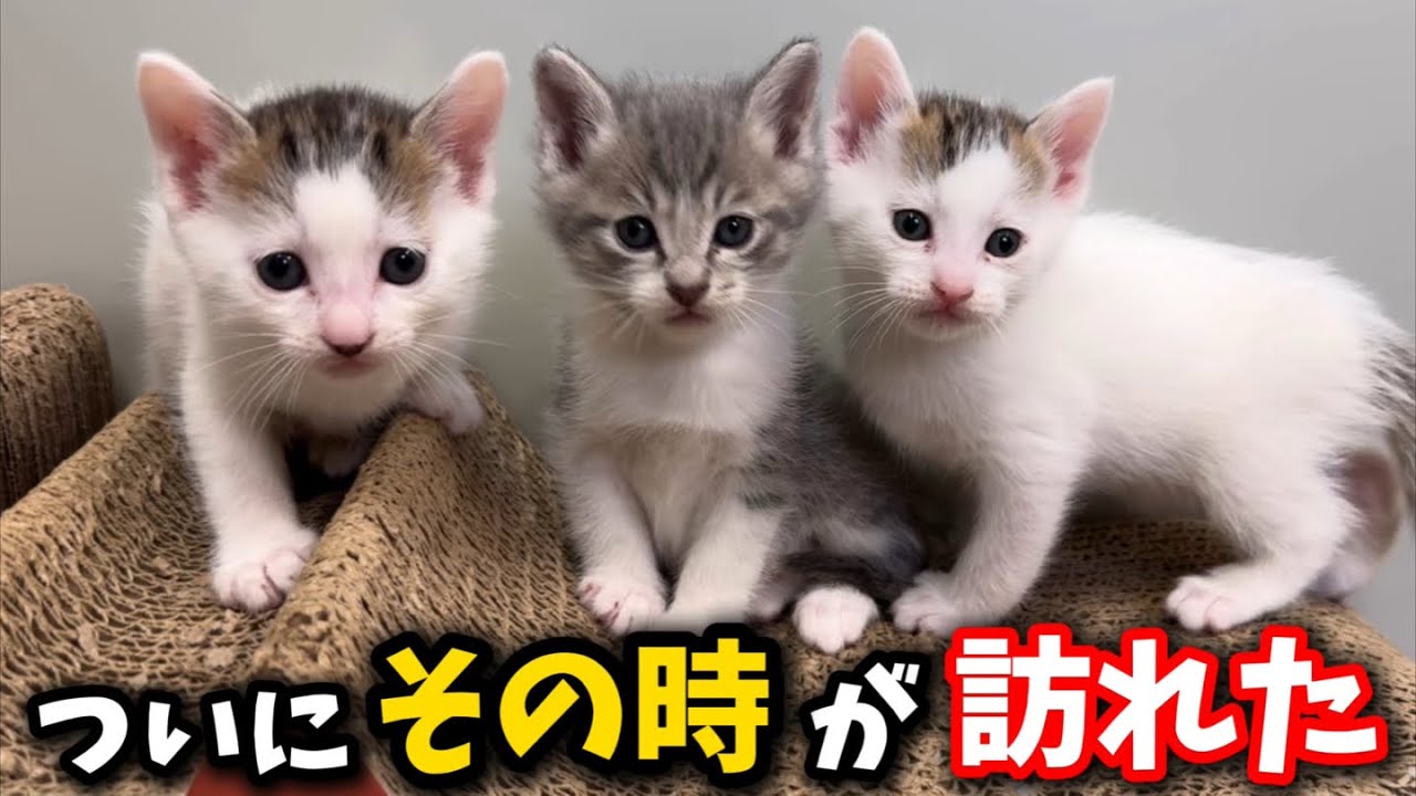 Names have been decided for the six one-month-old kittens - YouTube