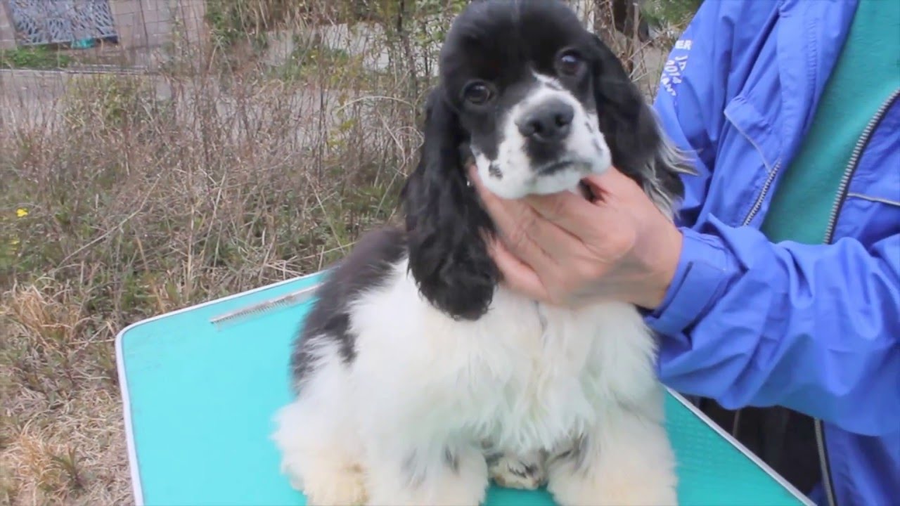 アメリカンコッカースパニエル パーティ白黒 女の子 - YouTube