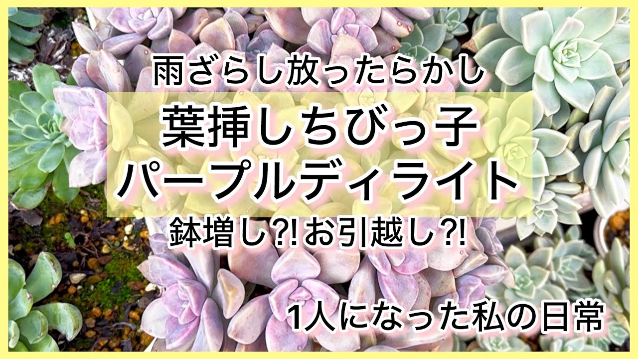 多肉植物]雨ざらし放ったらかし葉挿しちびっ子パープルディライト^_