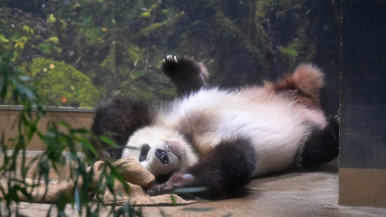 2025.08.20 今日のパンダ（3928日目）[8K] - YouTube