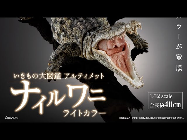 Nile Crocodile Light Color