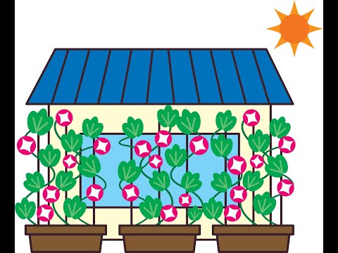 朝顔すだれ育て方】グリーンカーテン朝顔 チャレンジ経過報告 ほのぼの