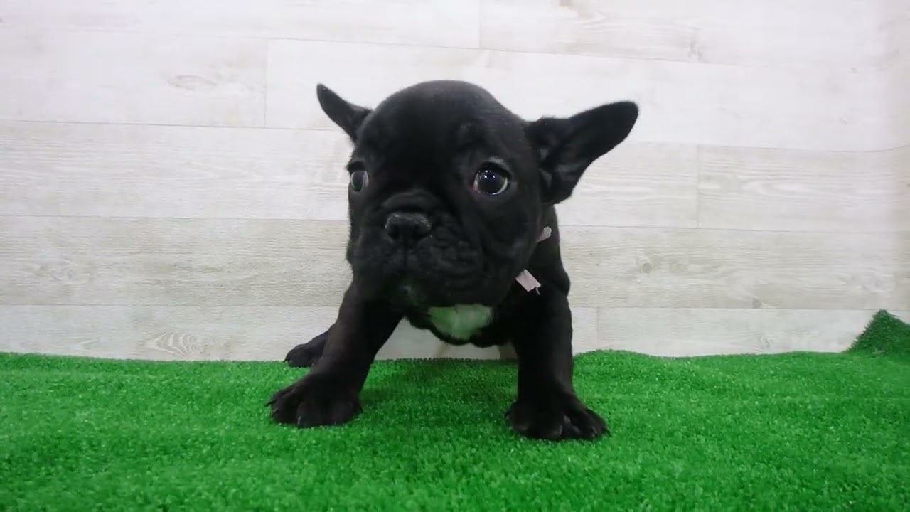 Coo&RIKU No.00746361 フレンチブルドッグ - YouTube