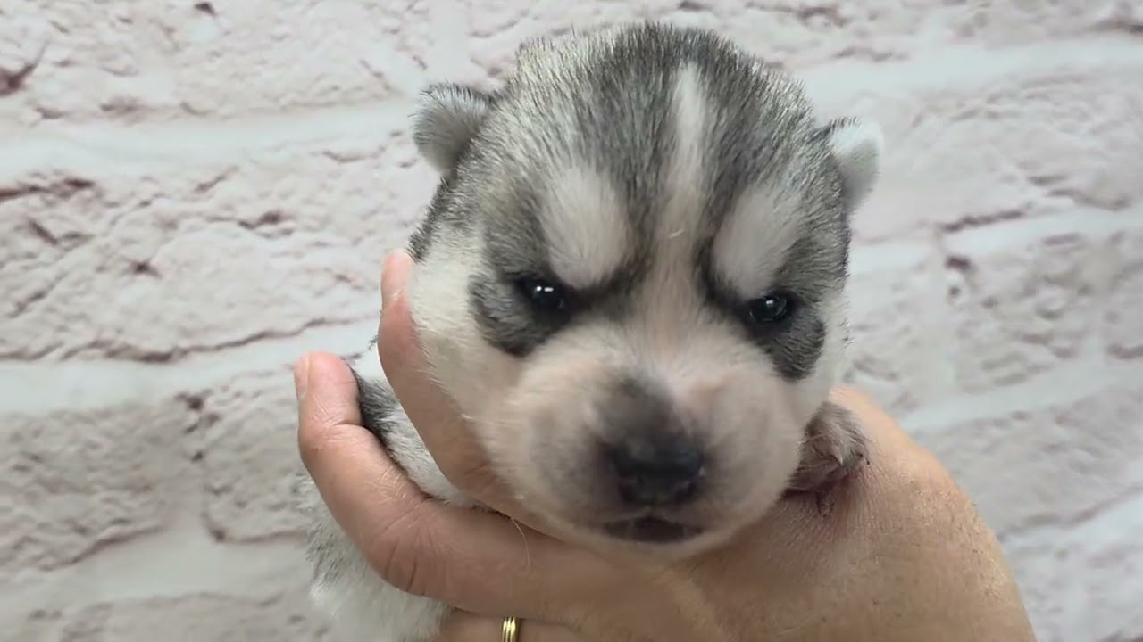 ハスキー ♀B 260128生 260212撮影 - YouTube