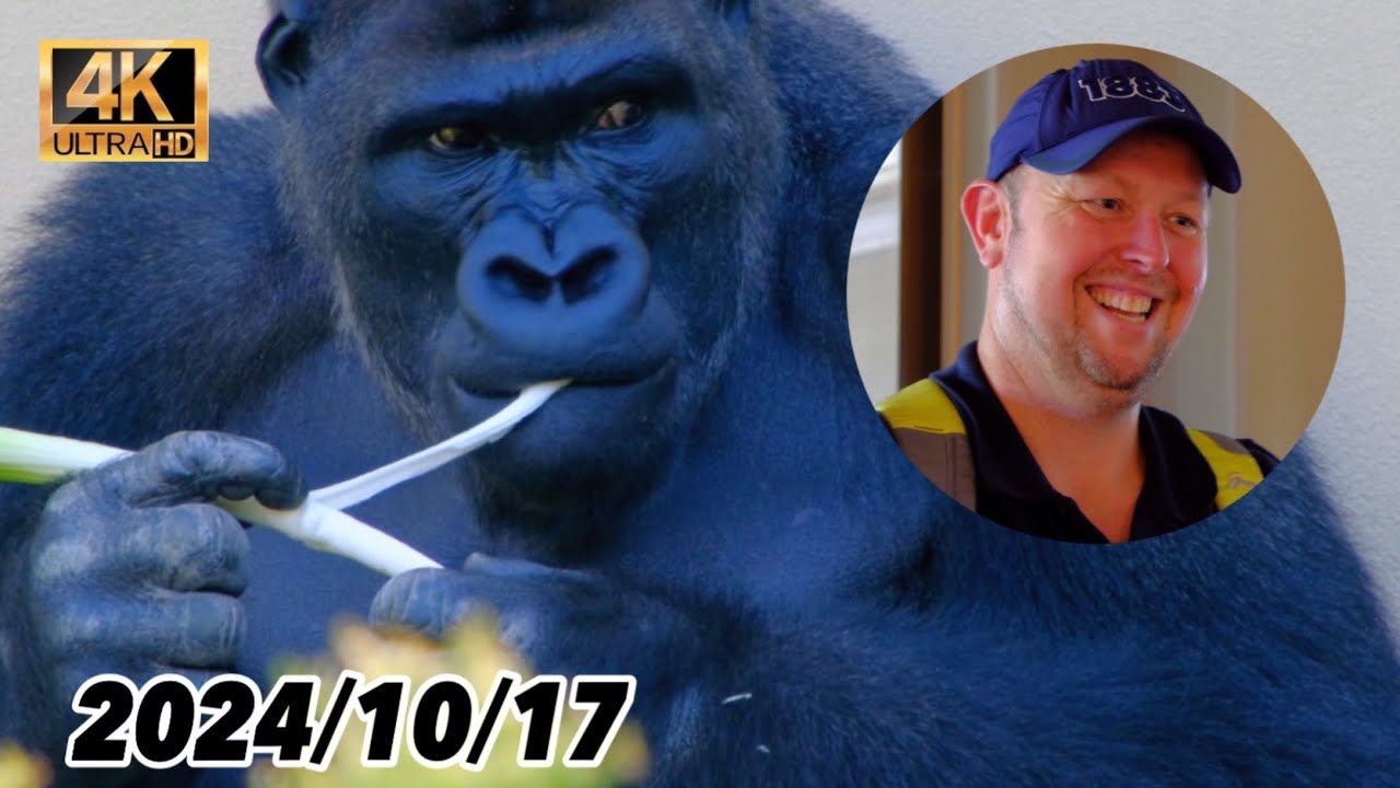 タロンガ動物園の園長さんがゴリラ舎に現れる！【東山動植物園】2024