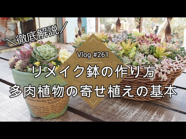 Vlog 261] [Succulents] A thorough explanation 💖 How to make a