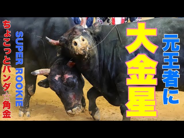 元沖縄軽量級チャンピオンに挑んだ新星「ちょこっとパンダ☆角金」が大