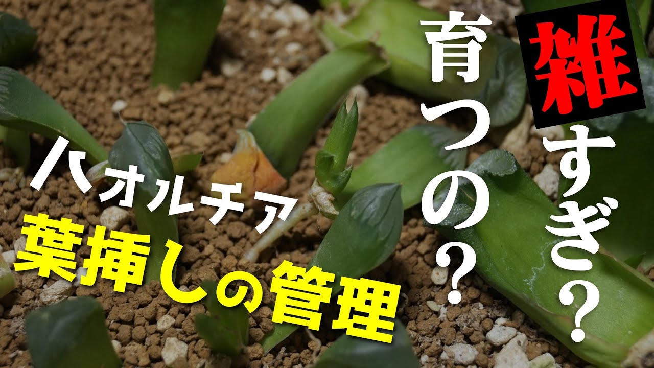 多肉植物】ハオルチアの葉挿しを選別・植え直し【人気観葉植物