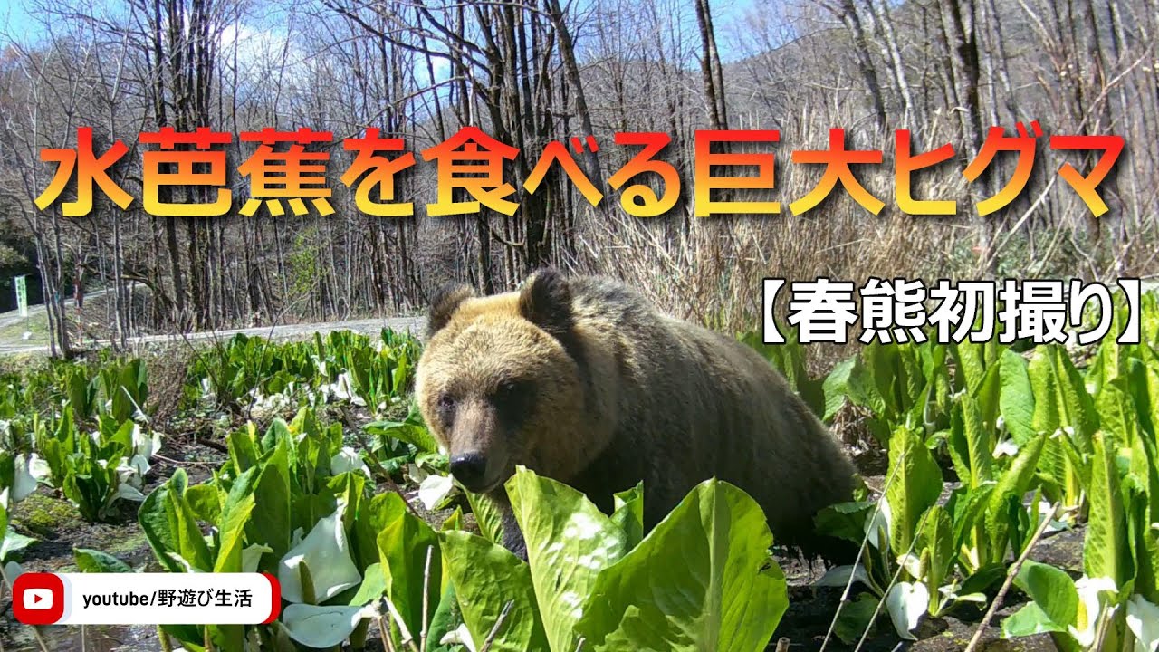2020年第一弾 林道でヒグマにバッタリ 木登り子熊 ヒグマ親子 - YouTube