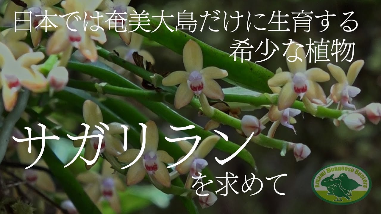 クスクスラン】奄美大島以南に分布する大型の着生ラン、常緑広葉樹の