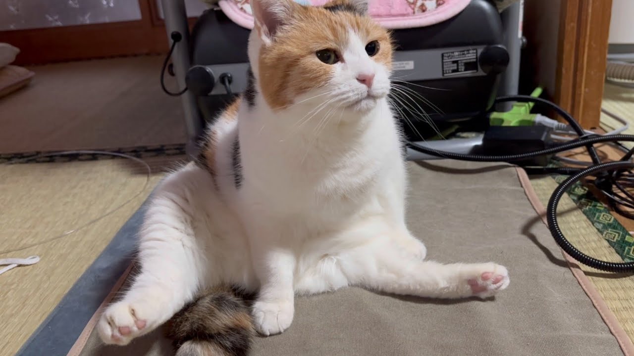 三毛猫】朝から忙しそうなミケ（2026年2月10日） - YouTube