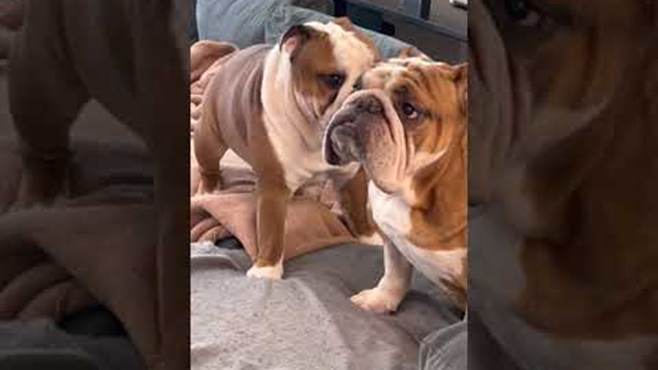 Bulldog Brothers || ViralHog - YouTube