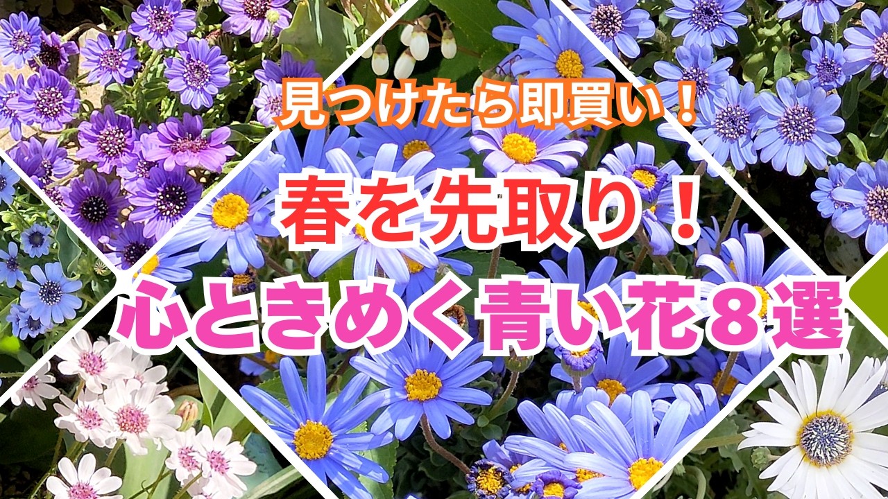 Gardening] Buy it now if you find it! Enjoy spring a little early