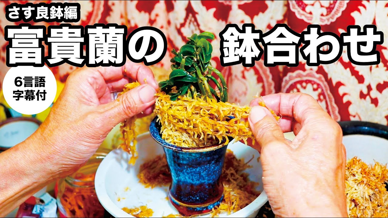 富貴蘭】鉢合わせ - YouTube