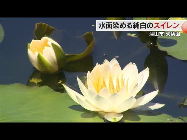涼しさ誘う純白の花びら…名勝・衆楽園の池の水面を染める「スイレン