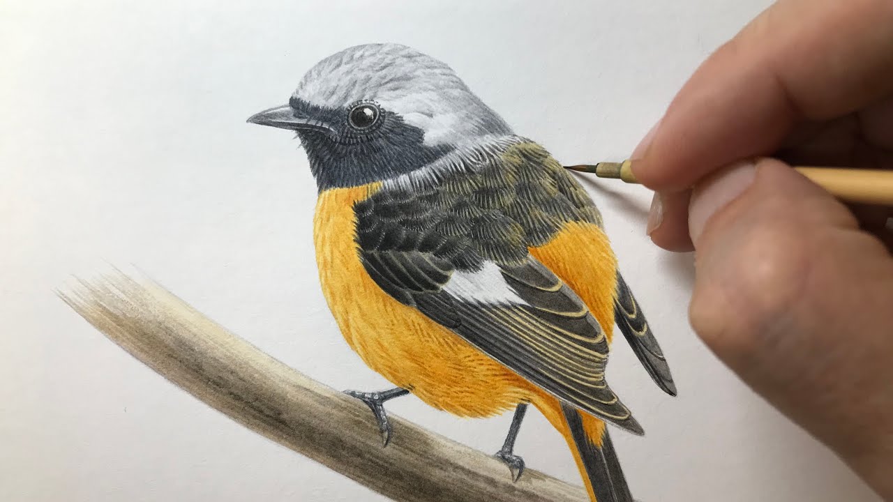 ジョウビタキを描く】Paint Daurian Redstart / Time lapse 47 - YouTube