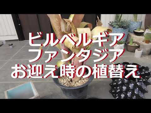 タンクブロメリア購入後植替（ビルベルギアファンタジア） - YouTube