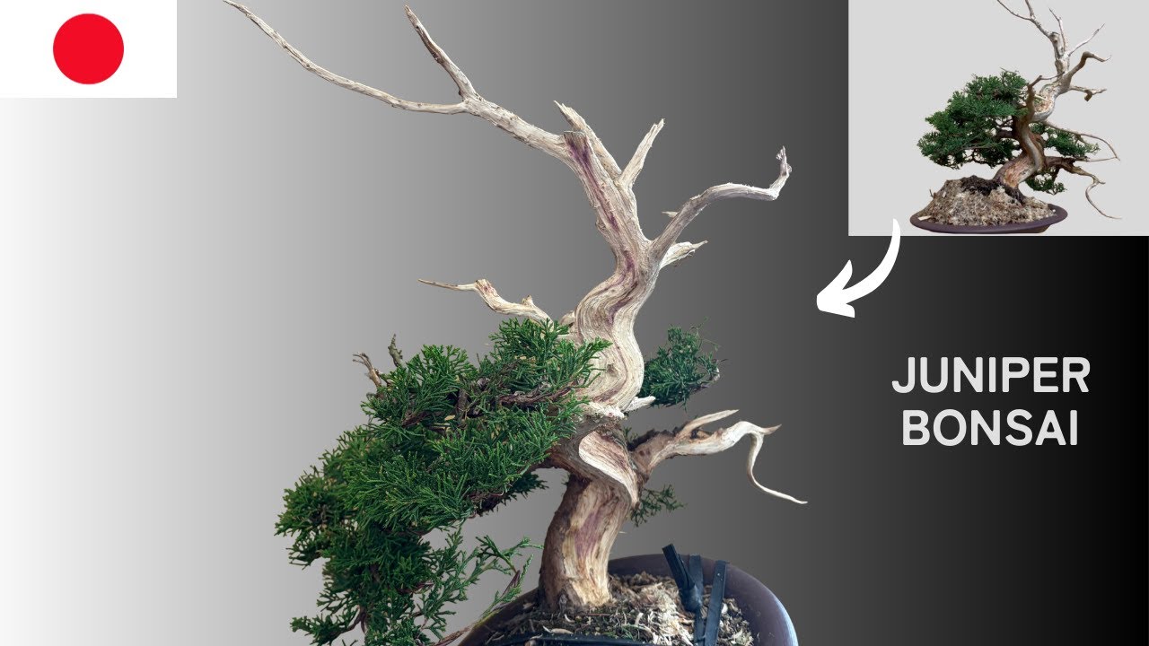 Shinpaku Bonsai │ Enhancing the Dignity of the Tenjin - YouTube