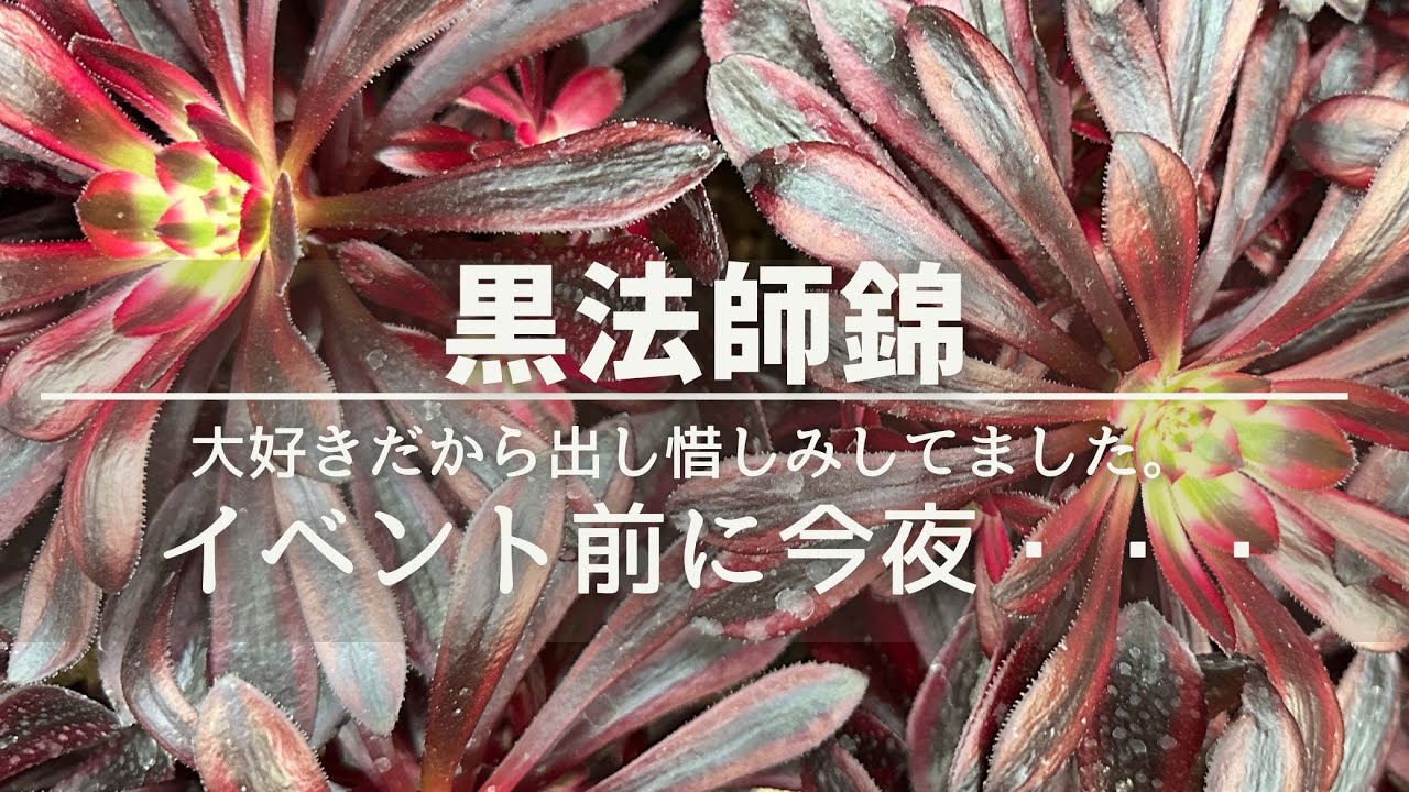 大好きな黒法師錦【アエオニウム】出し惜しみせずに販売します。2025年