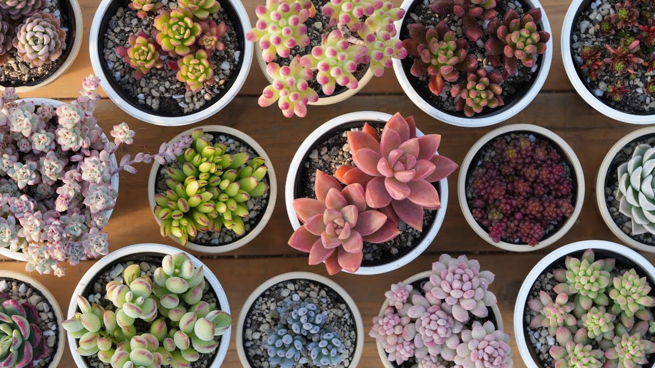 507 【出会ったら即買い】ホムセンで出会えるお宝多肉。数年前までは