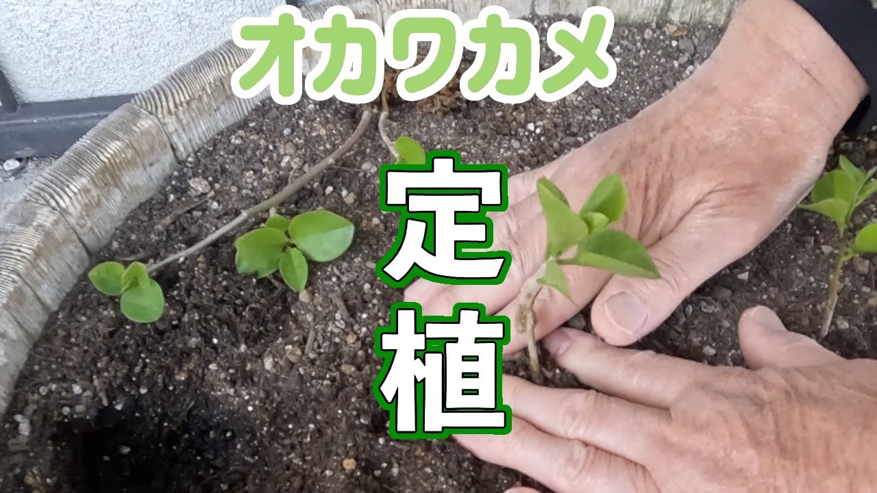今年もオカワカメを栽培 挿し芽した苗も定植しました - YouTube