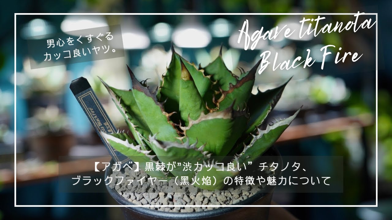 アガベ】黒棘が”渋カッコ良い”チタノタ、ブラックファイヤー（黑火焔