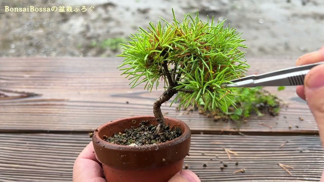 五葉松（葵）の枯葉取り #盆栽 #bonsai - YouTube