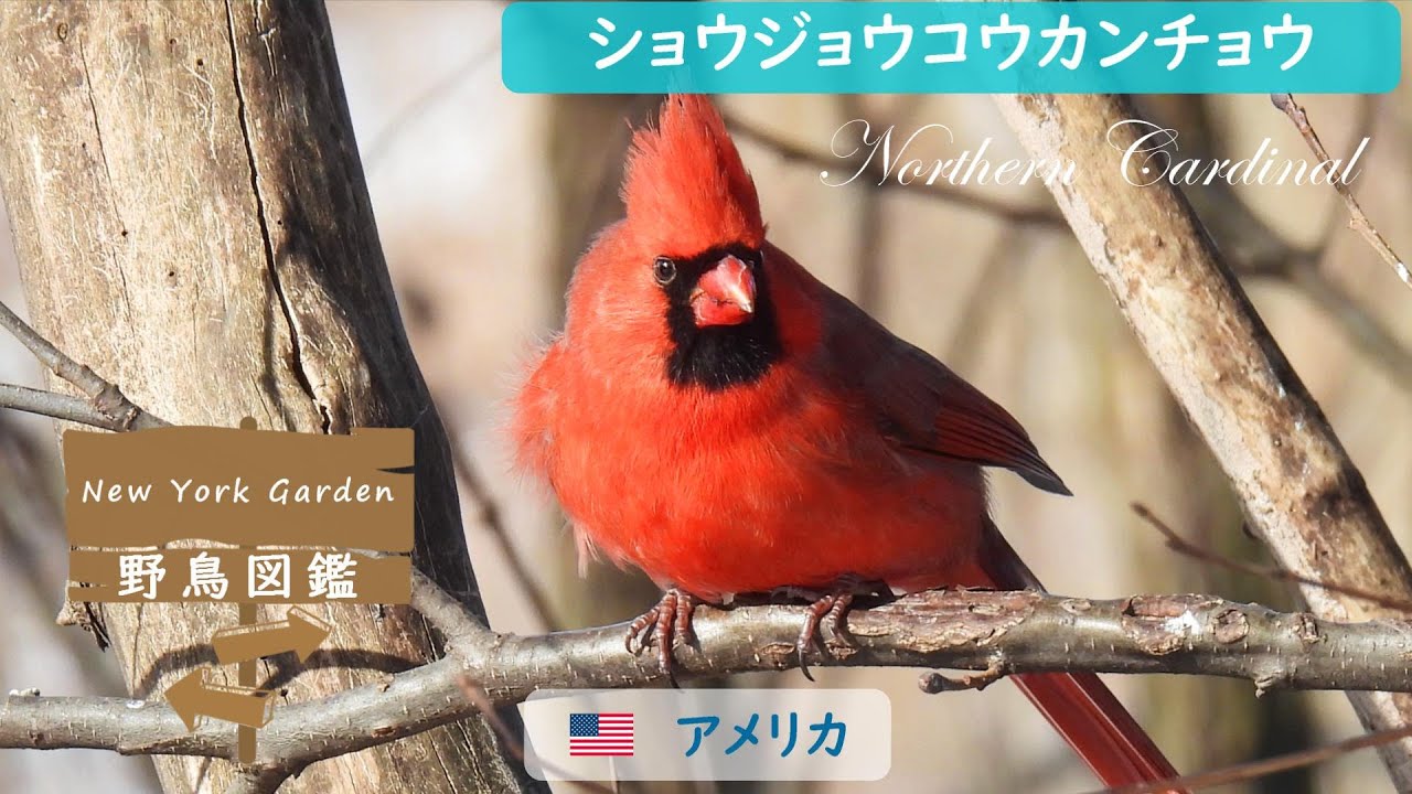 Wild bird encyclopedia: Northern Cardinal - YouTube
