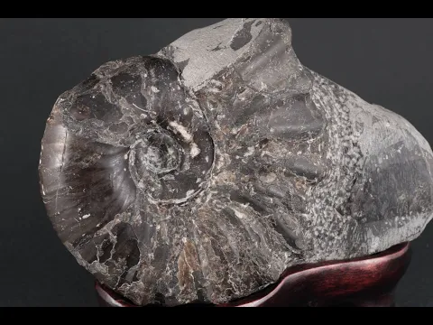 アンモナイト化石 北海道産 アナゴードリセラス 1.1kg｜キラリ石