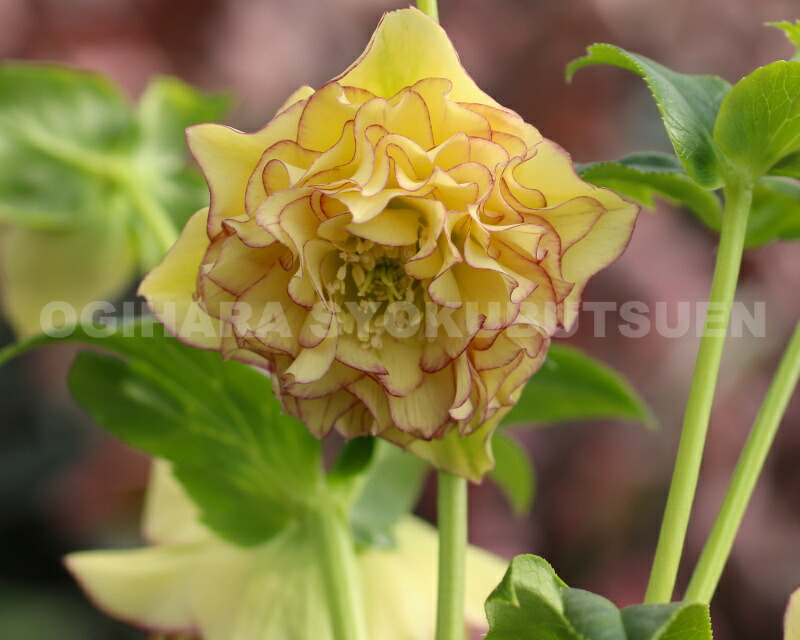 楽天市場】クリスマスローズ 多弁ダブル イエロー ピコティ系 大苗