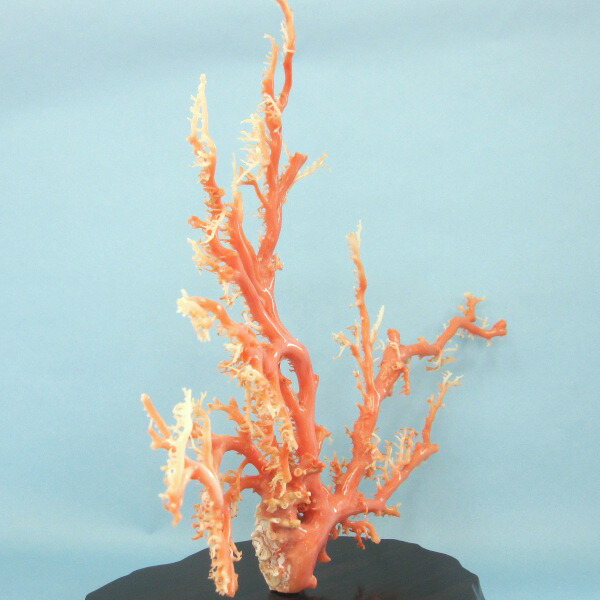 楽天市場】ピンク(ガーネ)珊瑚 原木・拝見・置物 （艶出し加工済み