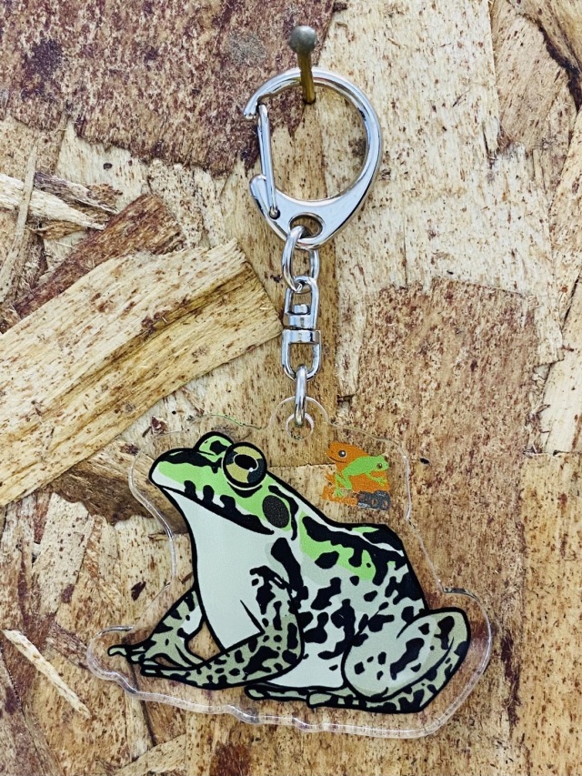 KawaZooオリジナル アクリルキーホルダー トノサマガエル