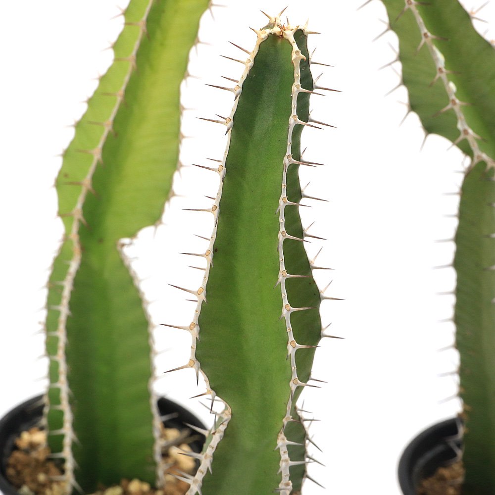 ユーフォルビア ムランジーナ 2.5号(1鉢) | チャーム