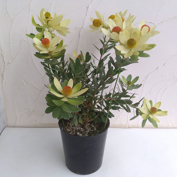 園芸ネット本店｜リューカデンドロン：サマーサン 7号鉢植え の通販