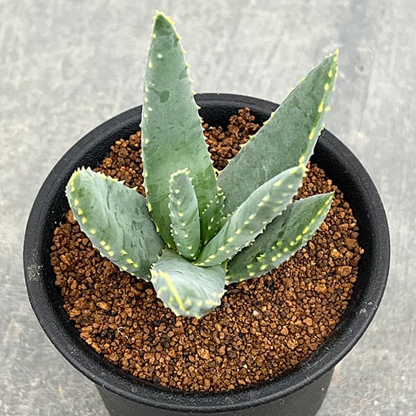 園芸ネット本店｜アロエ：ディコトマ3号ポット の通販【公式】