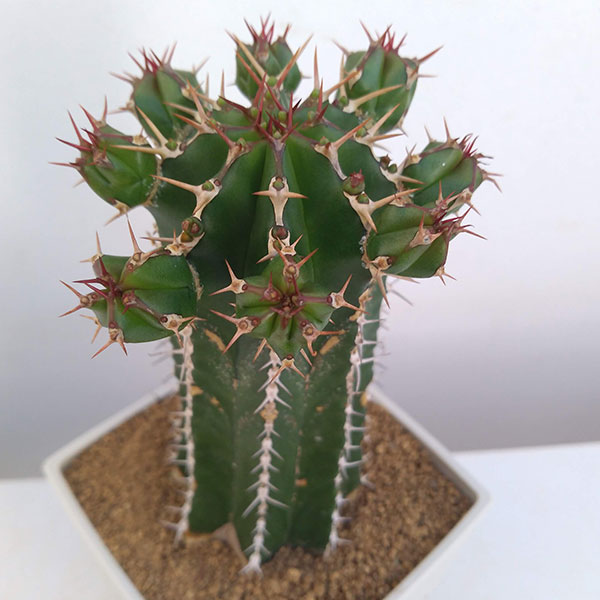 園芸ネット本店｜さぼてんみたいでサボテンじゃない:ユーフォルビア