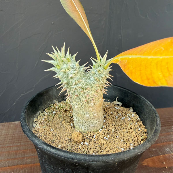 園芸ネット本店｜パキポディウム：ロスラーツム （実生株） 3号 の通販