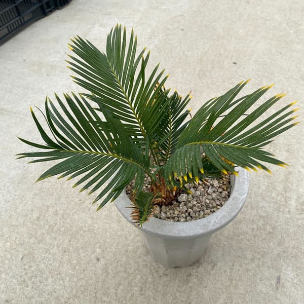 園芸ネット本店｜金環ソテツ 7号鉢植え の通販【公式】
