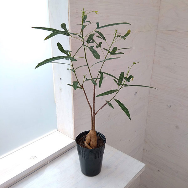 園芸ネット本店｜[ザ・ファームセレクト]ブラキキトン（ボトルツリー