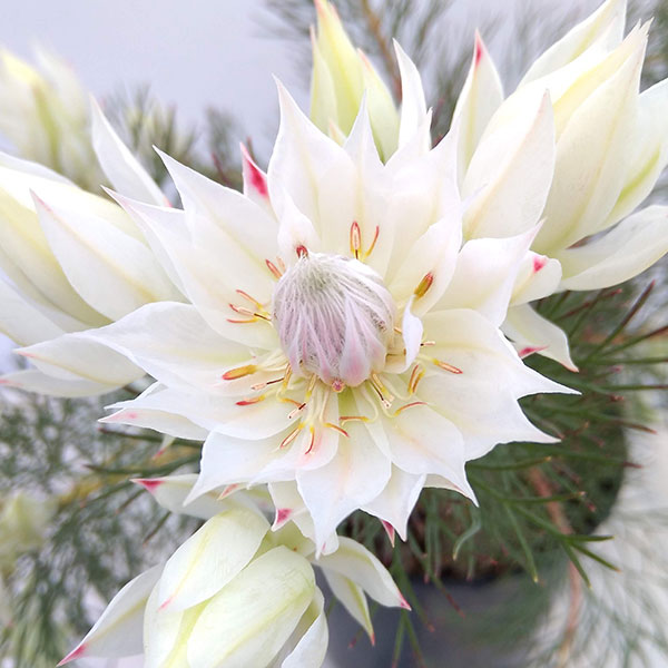 園芸ネット本店｜セルリア（ジョーイセルリア）：ブラッシングブライド