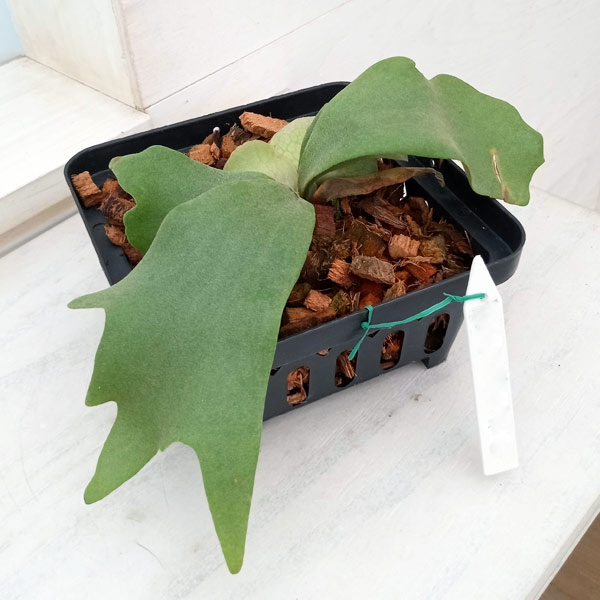 園芸ネット本店｜ビカクシダ：ミックススポア株（willinckii Wild Cat