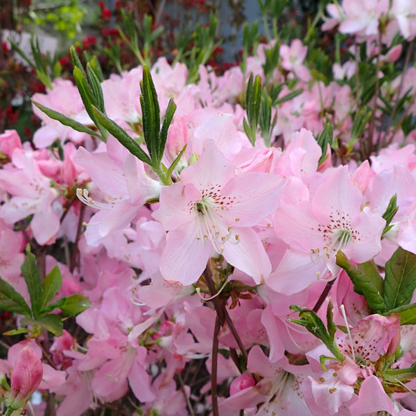 園芸ネット本店｜ツツジ：クロフネツツジ3.5号ポット の通販【公式】