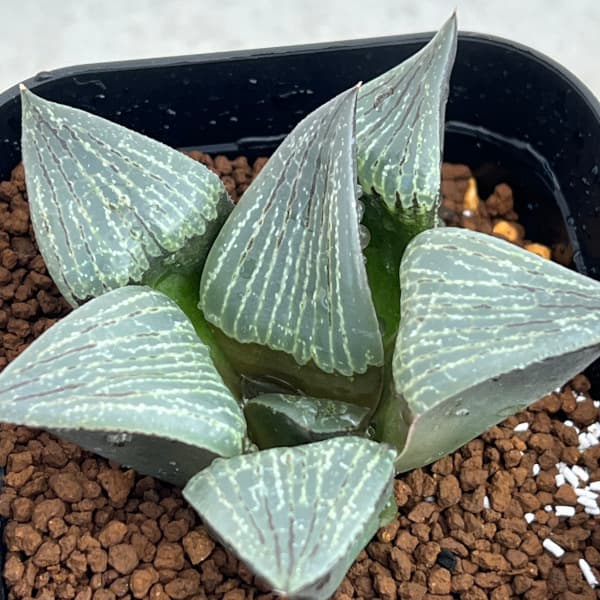 園芸ネット本店｜ハオルチア：流紋コンプト×本間般若N4 実生苗 2.5号