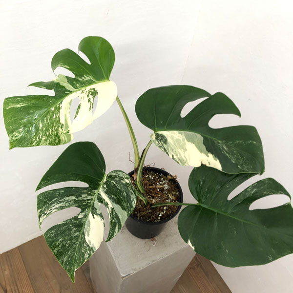 園芸ネット本店｜[ザ・ファームセレクト]モンステラ：ボルシギアナ