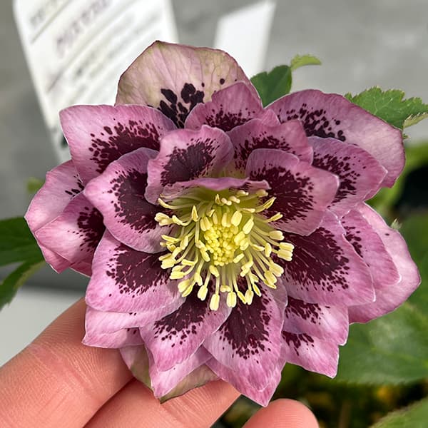 園芸ネット本店｜松村ナーセリーさんのクリスマスローズ：25-35ダブル