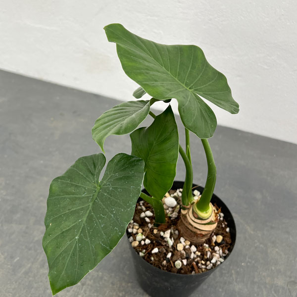 園芸ネット本店｜クワズイモ 4号鉢植え* の通販【公式】