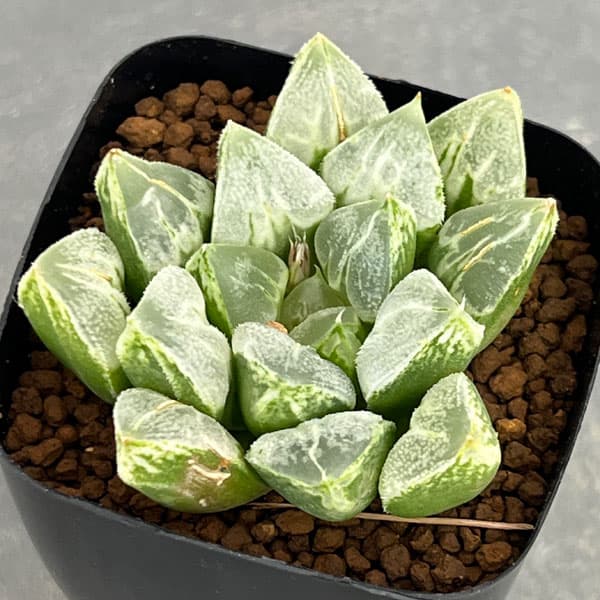 園芸ネット本店｜ハオルチア：ラブハート（ハート型の特白窓）2.5号