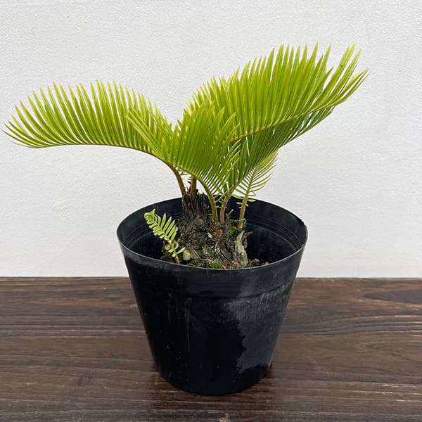 園芸ネット本店｜[ザ・ファームセレクト]ソテツ：黄金ソテツ 5号25-01